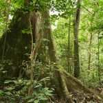 RDC : protection de l’environnement, objectif de Briquette du Kivu (découverte)